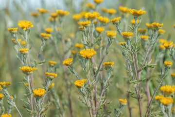Group of yellow chamomiles (Cota tinctoria).