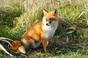 秋の森で出会ったキタキツネ