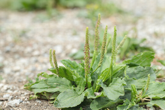 Rosette of broadleaf plantain (Plantago major). Pioneer plant on gravel ground. Seeds are edible. Common ruderal vegetation.