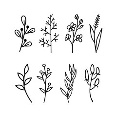 Doodle floral graphic elements. Hand drawn vector botanical flowers, plants and branches illustrations on white background