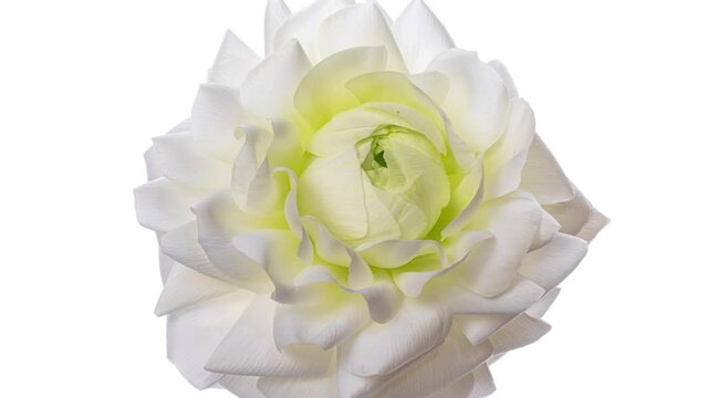 Beautiful White ranunculus flower background. Timelapse. Wedding, Valentines Day, Mothers Day concept. Holiday, love, birthday design backdrop