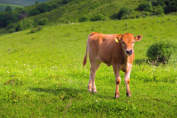 Naklejka premium lonely calm and relaxed brown calf grazes on a green field on a sunny day. Calf looking at the camera