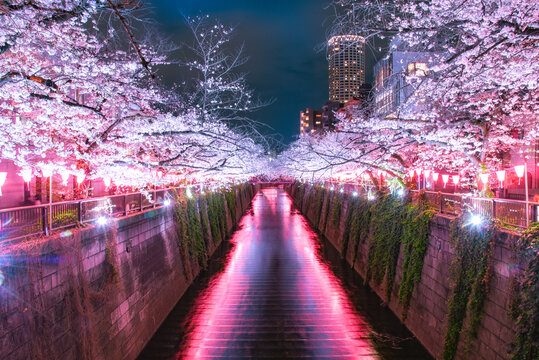 目黒川桜まつり Images – Browse 190 Stock Photos, Vectors, and
