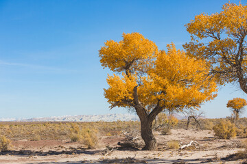 Turanga or poplar variegated in Altyn Emel National Park. Kazakhstan