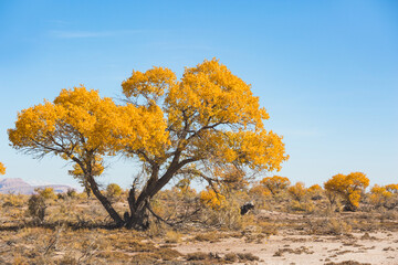 Turanga or poplar variegated in Altyn Emel National Park. Kazakhstan