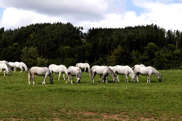 Fototapeta na wymiar A herd of white horses in the halter on a green pasture