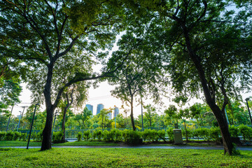 Green tree forest meadow green graas in city public park sunset light sky