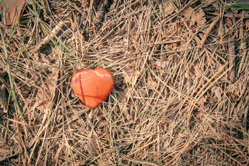 Red heart shape toy on the ground in the forest. Concept of nature love. Sunny weather. Needles of spruce