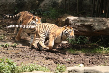駆け抜けるトラの子供