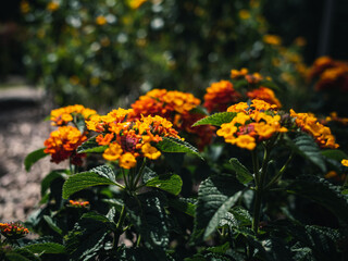 Lantana flowers in the garden