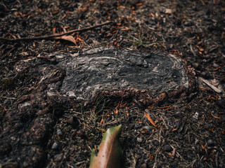 Tree root