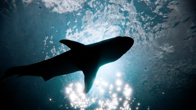 Shark Scene - 3D Animation 003.