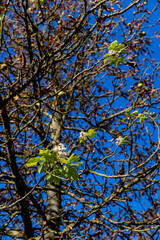 Fototapeta premium the impact of global warming and the second chestnut bloom during the year