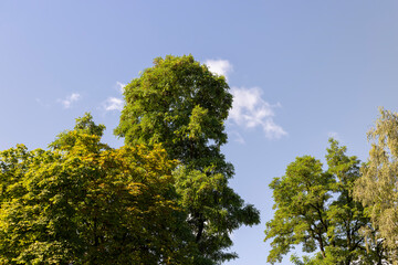 Obraz premium A variety of trees growing in the park