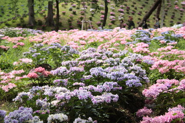 アジサイが咲く風景