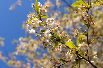 cherry tree at the end of flowering with fallen and sluggish flowers