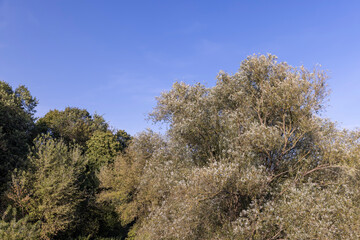 willow tree in the autumn season with foliage changing color
