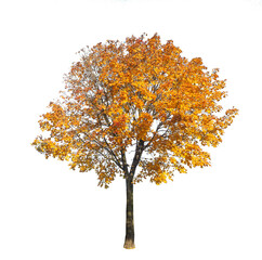 Tree with autumn leaves on transparent background - 680423141
