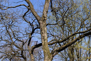 tree branches in the sunlight in spring