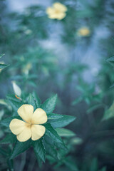 flowers by the farmer's fence, yellow and red flowers are so beautiful, like a young girl
Close-up...