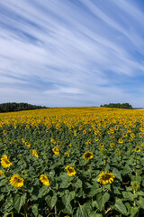 field with sunflowers during flowering and pollination by insect bees
