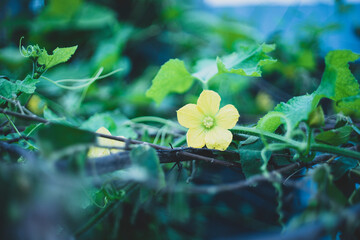 flowers by the farmer's fence, yellow and red flowers are so beautiful, like a young girl
Close-up...