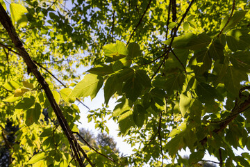 Deciduous trees with green foliage in summer