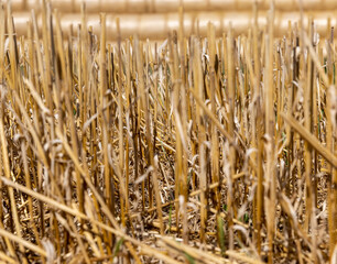 a large harvest of golden wheat on the field in summer