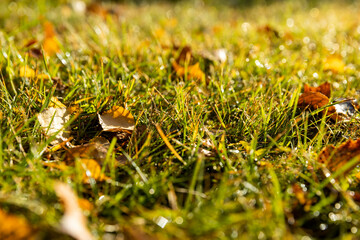 fallen foliage of trees in the autumn season
