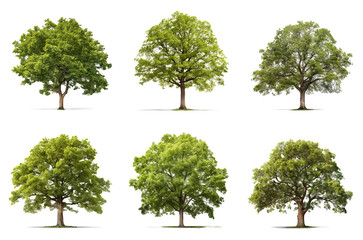 Set of a different types of trees: apple,  beech, elm, linden, maple, oak, isolated on a transparent background - obrazy, fototapety, plakaty
