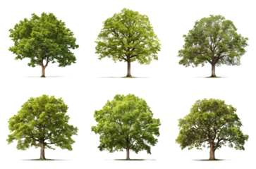 Set of a different types of trees: apple,  beech, elm, linden, maple, oak, isolated on a transparent background
