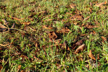 chestnut grass and foliage in Indian summer