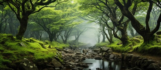 In Korea's scenic Jeju Island, the breathtaking landscape captivates with its deep wild forests, mossy trees, and fresh ferns, creating a mystic mood amidst the misty forest, where the beautiful green