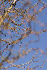 European larch during the appearance of the first needles in spring