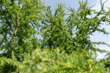 Fototapeta premium soft yew needles in summer in the park