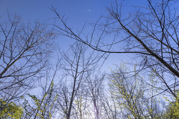 deciduous trees in the forest in the spring season