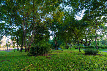 Green tree forest meadow green graas in city public park sunset light sky