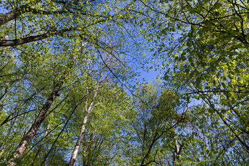 young foliage on deciduous trees in the forest in the spring season