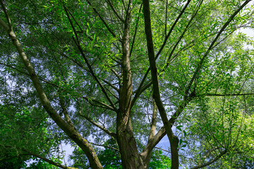 beautiful silver willow tree foliage with green foliage