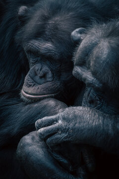 Two chimpanzees are sitting beside each other, holding hands.