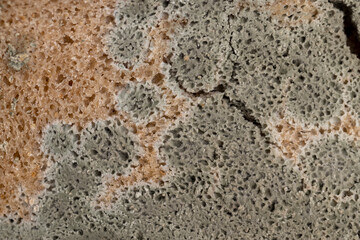 dangerous pieces of bread covered with mold on the table