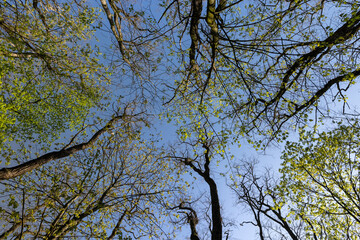 deciduous trees in a mixed forest in the spring season