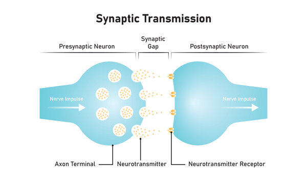Synaptic Transmission Scientific Design. Vector Illustration.
