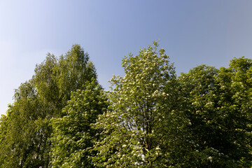rowan flowers during flowering in spring park