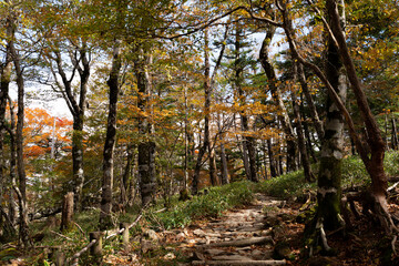 紅葉が美しい森