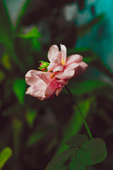 The rose blooms in the morning sun in the beautiful garden