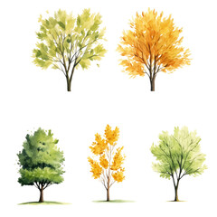 Fototapeta premium Autumn tree watercolor Set clipart isolated transparent background crop picture use. PNG 300 DPI