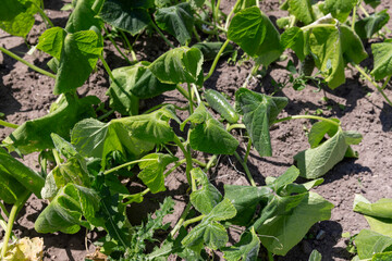 green cucumbers growing in the field in sunny weather