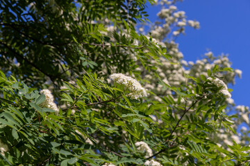 rowan flowers during flowering in spring park