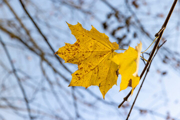 maple in autumn in cloudy weather